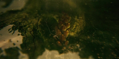 Intro_The_Serpent_021.jpg