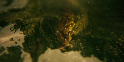 Intro_The_Serpent_022.jpg