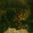 Intro_The_Serpent_021.jpg