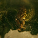 Intro_The_Serpent_022.jpg