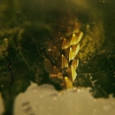 Intro_The_Serpent_023.jpg
