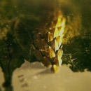 Intro_The_Serpent_024.jpg