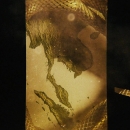 Intro_The_Serpent_105.jpg
