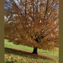 Filename=JCBR-1_2822729.jpg
Filesize=184KiB
Dimensions=675x1200
Date added=Nov 17, 2019 JCBR-1_2822729.jpg