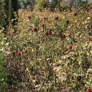 Filename=JCBR01_28340629.jpg
Filesize=310KiB
Dimensions=1080x809
Date added=Feb 02, 2019 JCBR01_28340629.jpg